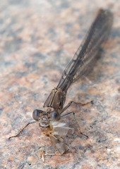 Argia emma