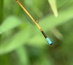 Ischnura
