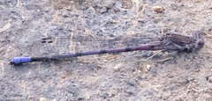 Argia emma