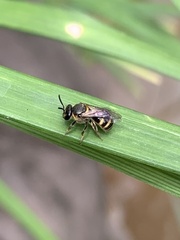 Pachyhalictus