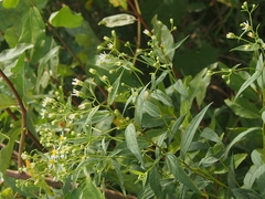 Doellingeria umbellata