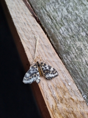 Abraxas grossulariata