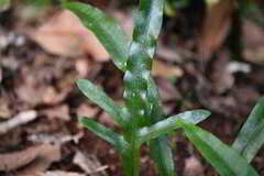 Microsorum pustulatum