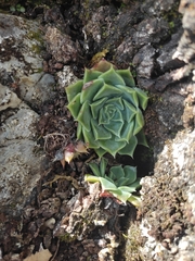 Echeveria