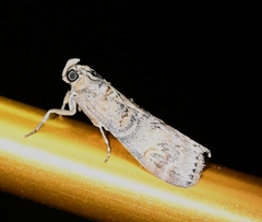 Pyralidae