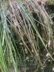 Carex brizoides