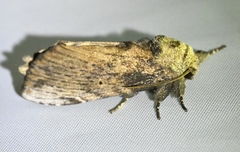 Norracoides basinotata