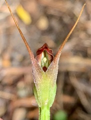 Pterostylis pedunculata