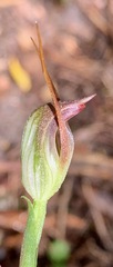 Pterostylis pedunculata