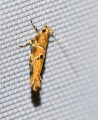 Pyroderces