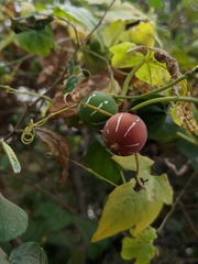 Diplocyclos palmatus