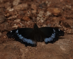 Kaniska canace