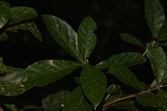 Sloanea australis