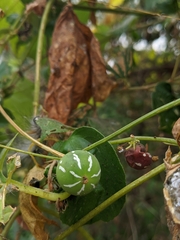 Diplocyclos palmatus