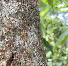 Oecophylla smaragdina