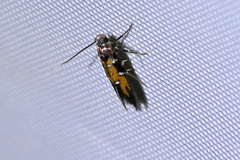 Gelechiidae