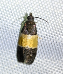 Epinotia bicolor