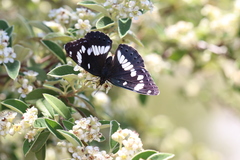 Limenitis reducta
