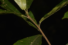 Sloanea australis