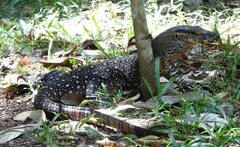 Varanus varius