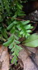 Tmesipteris truncata