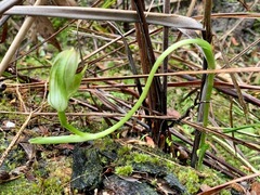 Pterostylis curta