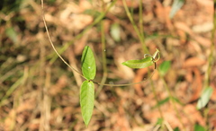 Gentianales