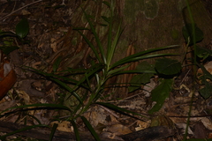 Freycinetia excelsa