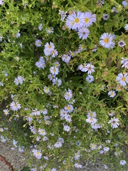 Symphyotrichum novi-belgii