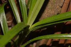 Freycinetia excelsa