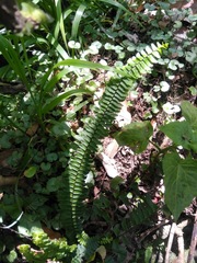 Asplenium monanthes