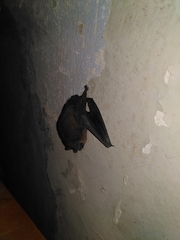 Pipistrellus