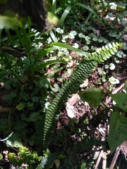 Asplenium monanthes