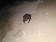 Pipistrellus