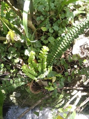 Asplenium monanthes