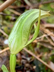 Pterostylis curta