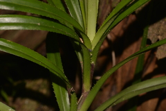 Freycinetia excelsa