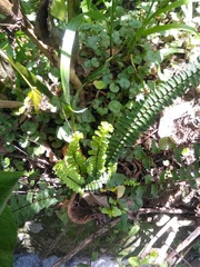 Asplenium monanthes