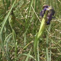 Iris reichenbachiana