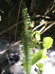 Asplenium monanthes