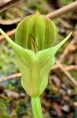 Pterostylis curta