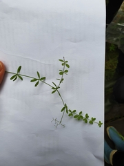 Galium trifidum