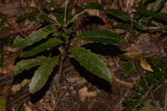 Polyosma cunninghamii