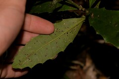 Polyosma cunninghamii