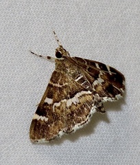 Hymenia perspectalis