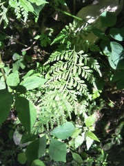 Cystopteris protrusa