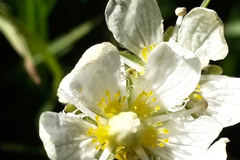 Parnassia cirrata intermedia