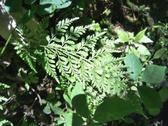Cystopteris protrusa