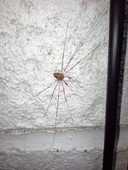 Dicranopalpus