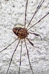 Dicranopalpus